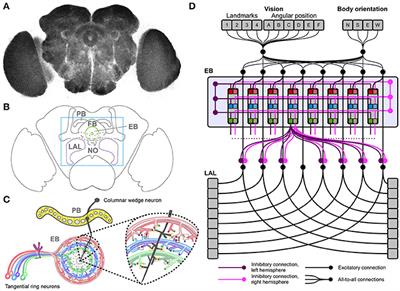 In silico Interrogation of Insect Central Complex Suggests Computational Roles for the Ellipsoid Body in Spatial Navigation